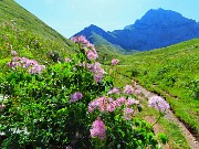 31 Thalictrum aquilegifolium  (Pigamo colombino) con Corna Piana